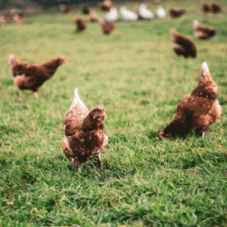 kümes hayvanları hayat sigortası kümes hayvanları hayat sigortası
